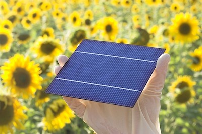 eine Hand die vor einem Hintergrund aus Sonnenblumen ein schwarzes Solarplätchen hält